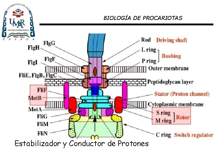 BIOLOGÍA DE PROCARIOTAS Estabilizador y Conductor de Protones 