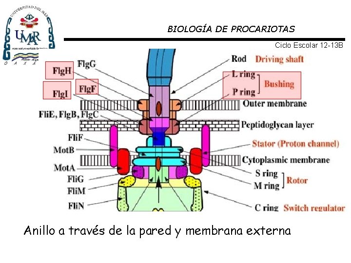 BIOLOGÍA DE PROCARIOTAS Ciclo Escolar 12 -13 B Anillo a través de la pared