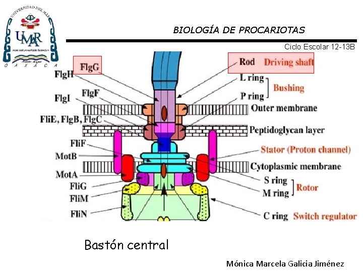 BIOLOGÍA DE PROCARIOTAS Ciclo Escolar 12 -13 B Bastón central Mónica Marcela Galicia Jiménez