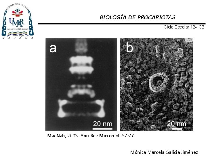 BIOLOGÍA DE PROCARIOTAS Ciclo Escolar 12 -13 B Mac. Nab, 2003. Ann Rev Microbiol.