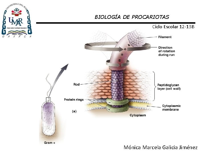 BIOLOGÍA DE PROCARIOTAS Ciclo Escolar 12 -13 B Mónica Marcela Galicia Figure. Jiménez 3.