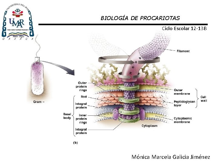 BIOLOGÍA DE PROCARIOTAS Ciclo Escolar 12 -13 B Mónica Marcela Galicia Figure. Jiménez 3.