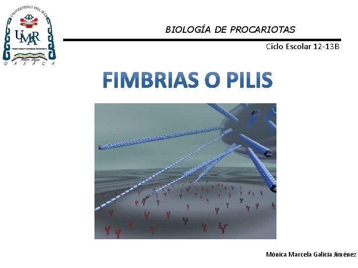 BIOLOGÍA DE PROCARIOTAS Ciclo Escolar 12 -13 B Mónica Marcela Galicia Jiménez 