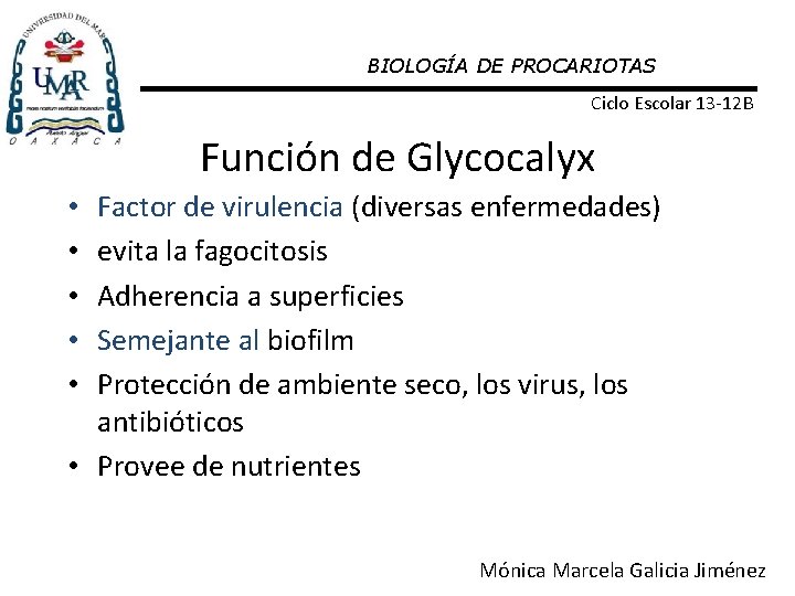 BIOLOGÍA DE PROCARIOTAS Ciclo Escolar 13 -12 B Función de Glycocalyx Factor de virulencia