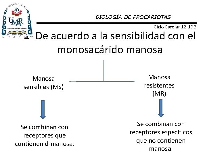 BIOLOGÍA DE PROCARIOTAS Ciclo Escolar 12 -13 B 1 - De acuerdo a la