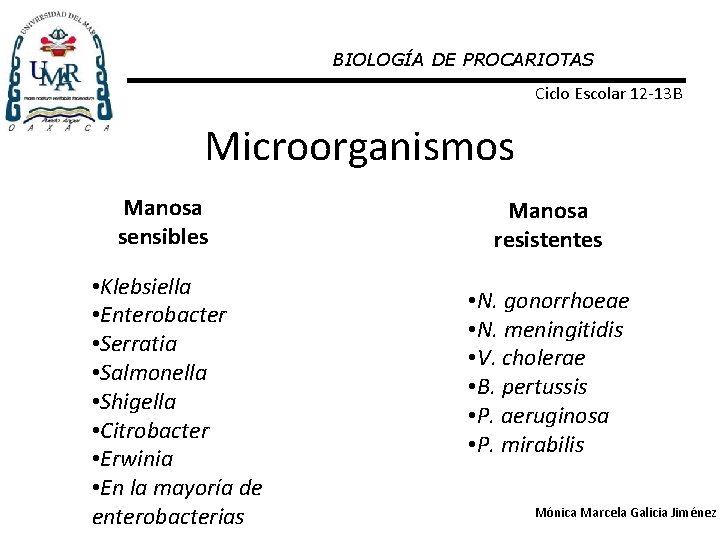 BIOLOGÍA DE PROCARIOTAS Ciclo Escolar 12 -13 B Microorganismos Manosa sensibles • Klebsiella •