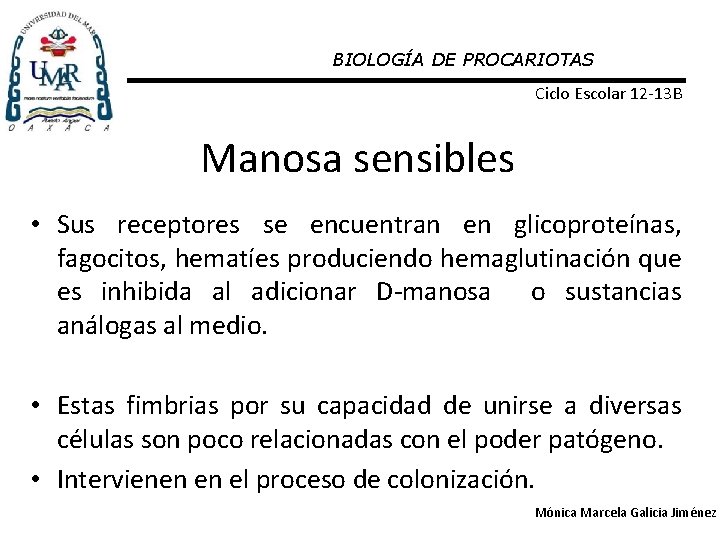 BIOLOGÍA DE PROCARIOTAS Ciclo Escolar 12 -13 B Manosa sensibles • Sus receptores se
