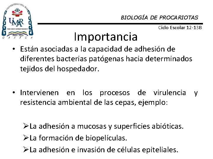 BIOLOGÍA DE PROCARIOTAS Importancia Ciclo Escolar 12 -13 B • Están asociadas a la