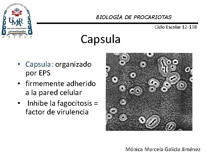BIOLOGÍA DE PROCARIOTAS Ciclo Escolar 12 -13 B Capsula • Capsula: organizado por EPS