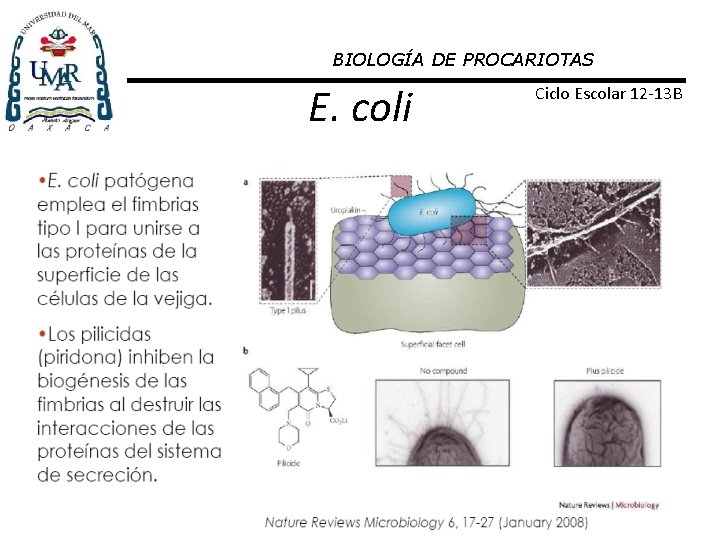 BIOLOGÍA DE PROCARIOTAS E. coli Ciclo Escolar 12 -13 B 