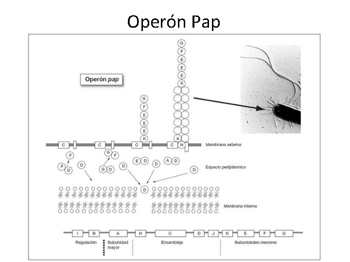 Operón Pap 