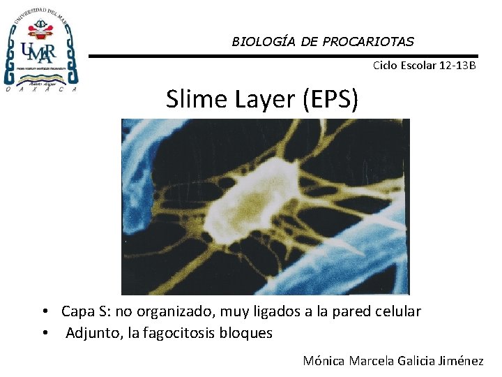 BIOLOGÍA DE PROCARIOTAS Ciclo Escolar 12 -13 B Slime Layer (EPS) • Capa S: