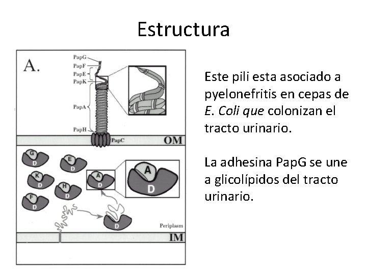 Estructura Este pili esta asociado a pyelonefritis en cepas de E. Coli que colonizan