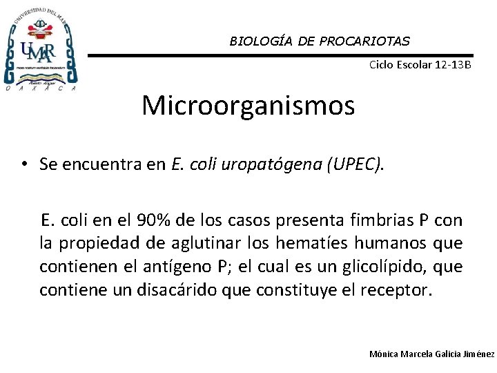 BIOLOGÍA DE PROCARIOTAS Ciclo Escolar 12 -13 B Microorganismos • Se encuentra en E.