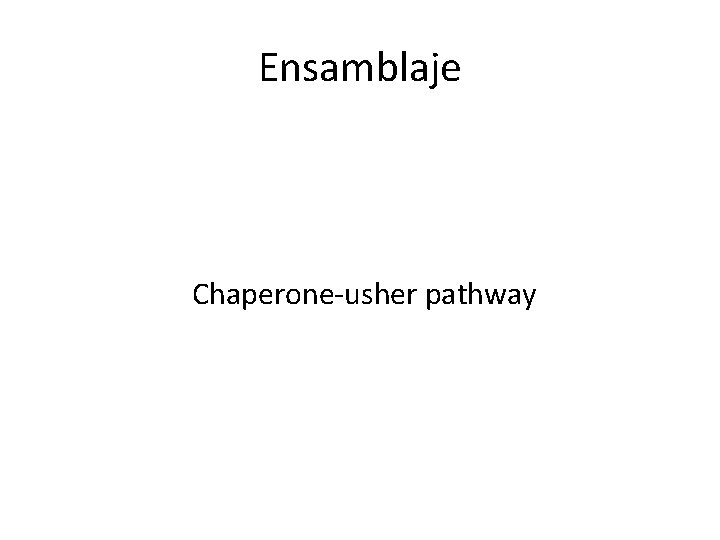 Ensamblaje Chaperone-usher pathway 
