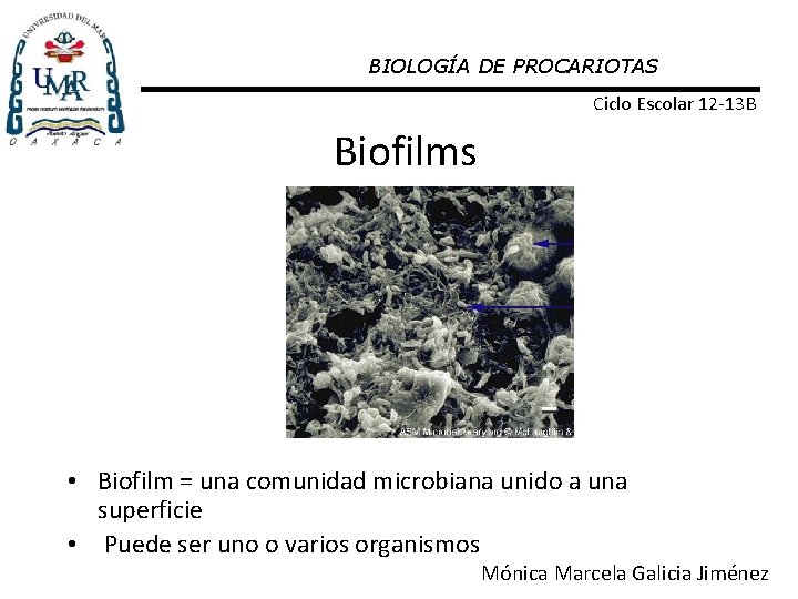 BIOLOGÍA DE PROCARIOTAS Ciclo Escolar 12 -13 B Biofilms • Biofilm = una comunidad