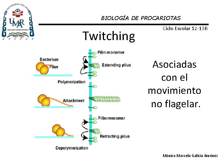 BIOLOGÍA DE PROCARIOTAS Twitching Ciclo Escolar 12 -13 B Asociadas con el movimiento no