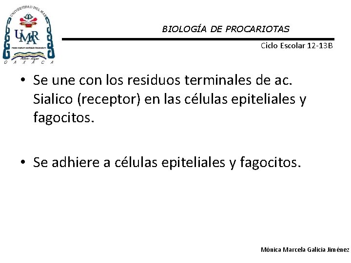 BIOLOGÍA DE PROCARIOTAS Ciclo Escolar 12 -13 B • Se une con los residuos