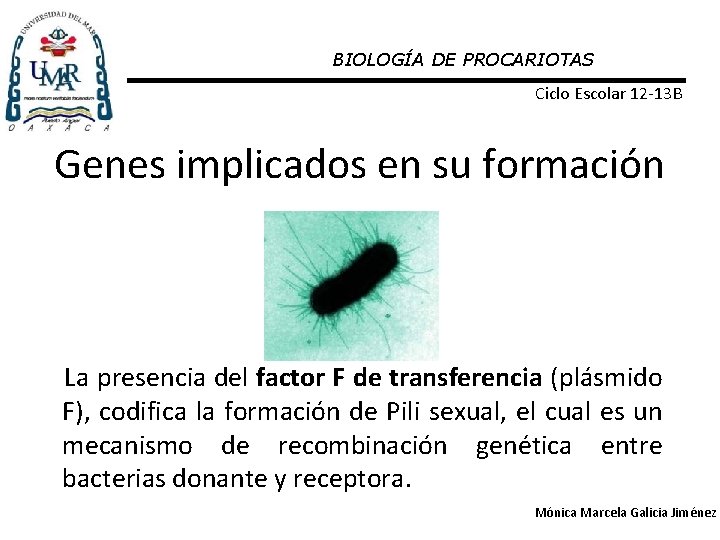 BIOLOGÍA DE PROCARIOTAS Ciclo Escolar 12 -13 B Genes implicados en su formación La