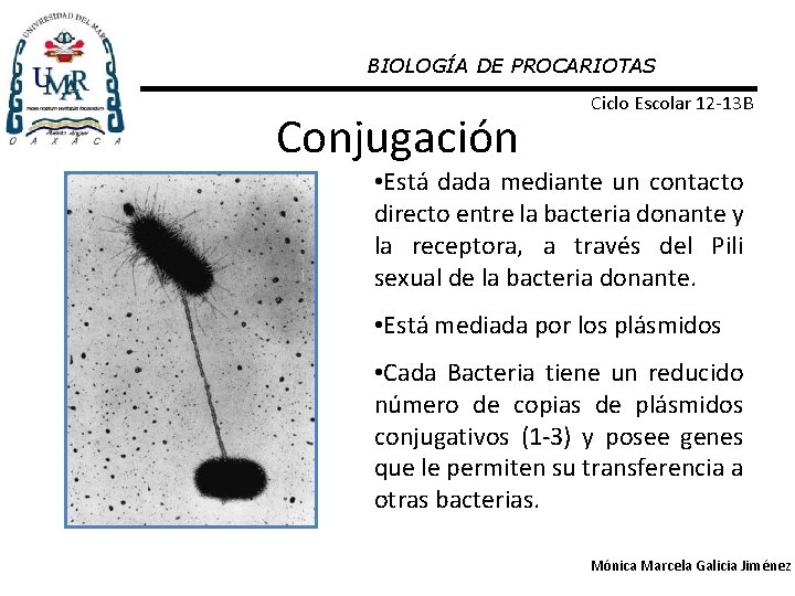 BIOLOGÍA DE PROCARIOTAS Conjugación Ciclo Escolar 12 -13 B • Está dada mediante un