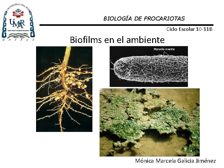 BIOLOGÍA DE PROCARIOTAS Ciclo Escolar 10 -11 B Biofilms en el ambiente Mónica Marcela