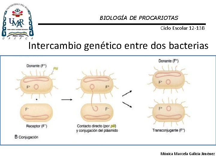 BIOLOGÍA DE PROCARIOTAS Ciclo Escolar 12 -13 B Intercambio genético entre dos bacterias Mónica