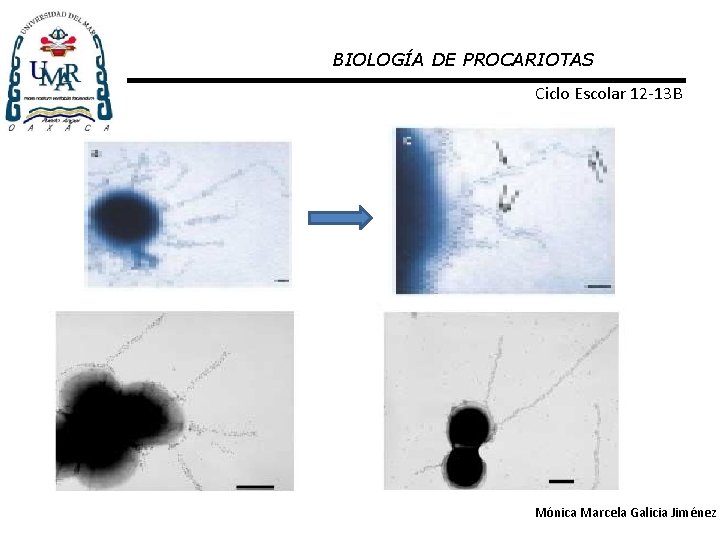 BIOLOGÍA DE PROCARIOTAS Ciclo Escolar 12 -13 B Mónica Marcela Galicia Jiménez 