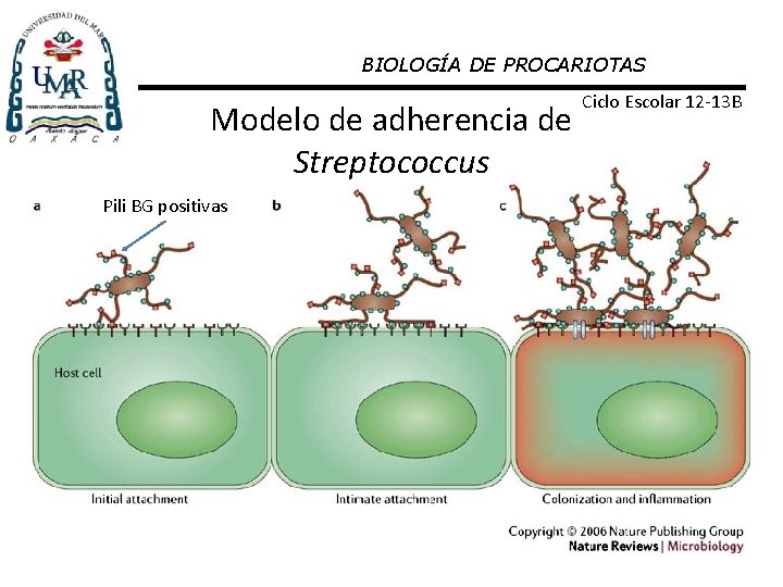 BIOLOGÍA DE PROCARIOTAS Modelo de adherencia de Streptococcus Pili BG positivas Ciclo Escolar 12