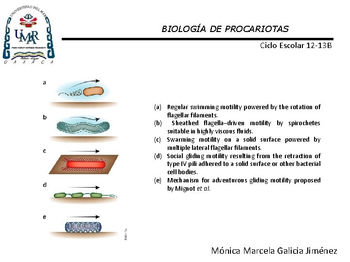 BIOLOGÍA DE PROCARIOTAS Ciclo Escolar 12 -13 B (a) Regular swimming motility powered by