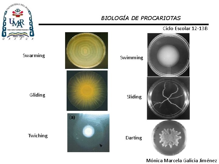 BIOLOGÍA DE PROCARIOTAS Ciclo Escolar 12 -13 B Swarming Swimming Gliding Sliding Twiching Darting