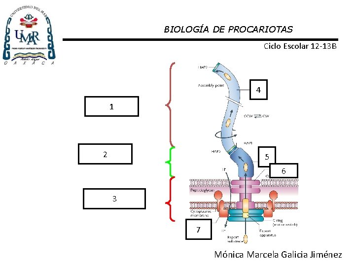 BIOLOGÍA DE PROCARIOTAS Ciclo Escolar 12 -13 B 4 Filamento 1 2 Gancho 5