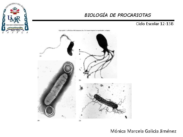 BIOLOGÍA DE PROCARIOTAS Ciclo Escolar 12 -13 B Mónica Marcela Galicia Jiménez 