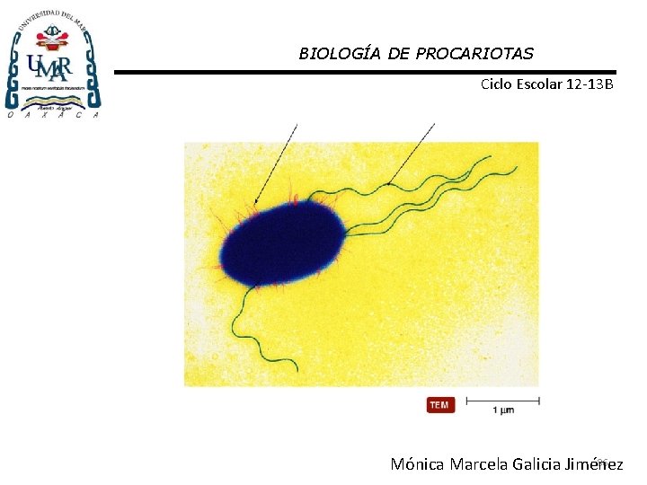 BIOLOGÍA DE PROCARIOTAS Ciclo Escolar 12 -13 B 86 Mónica Marcela Galicia Jiménez 