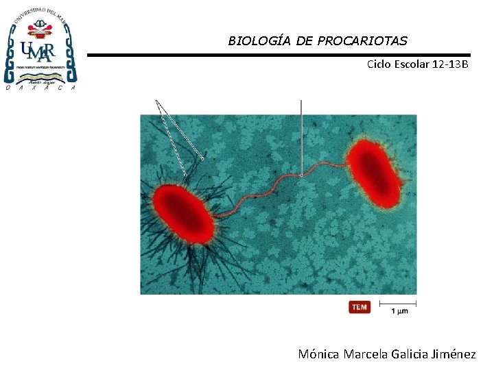 BIOLOGÍA DE PROCARIOTAS Ciclo Escolar 12 -13 B Mónica Marcela Galicia Jiménez 