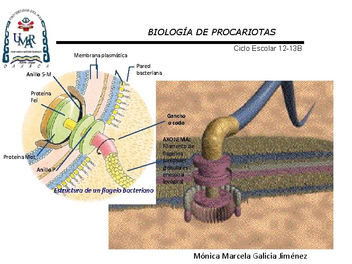 BIOLOGÍA DE PROCARIOTAS Ciclo Escolar 12 -13 B Membrana plasmática Pared bacteriana Anillo S-M