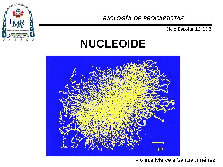 BIOLOGÍA DE PROCARIOTAS Ciclo Escolar 12 -13 B NUCLEOIDE Mónica Marcela Galicia Jiménez 