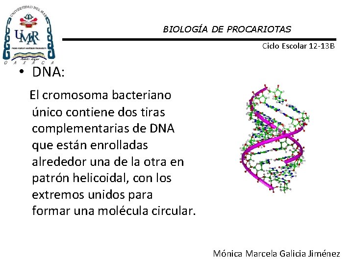 BIOLOGÍA DE PROCARIOTAS Ciclo Escolar 12 -13 B • DNA: El cromosoma bacteriano único