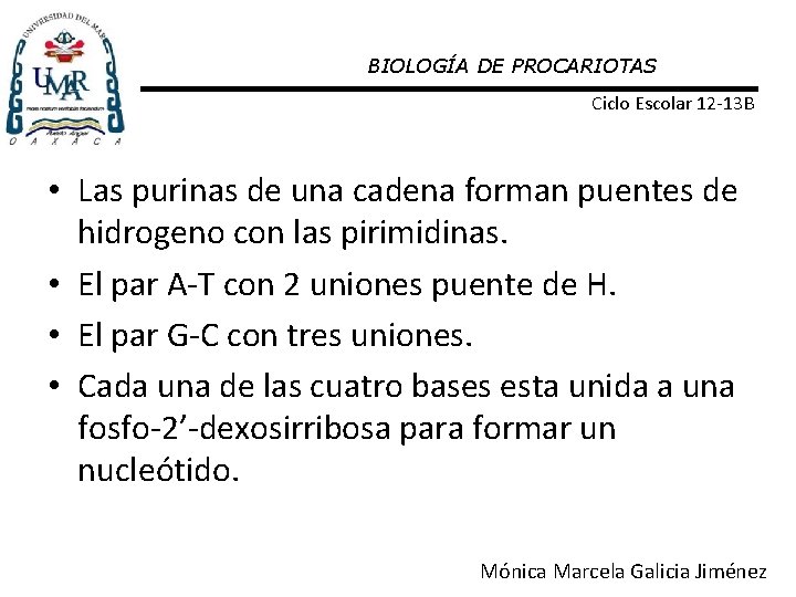 BIOLOGÍA DE PROCARIOTAS Ciclo Escolar 12 -13 B • Las purinas de una cadena