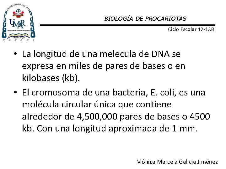 BIOLOGÍA DE PROCARIOTAS Ciclo Escolar 12 -13 B • La longitud de una melecula