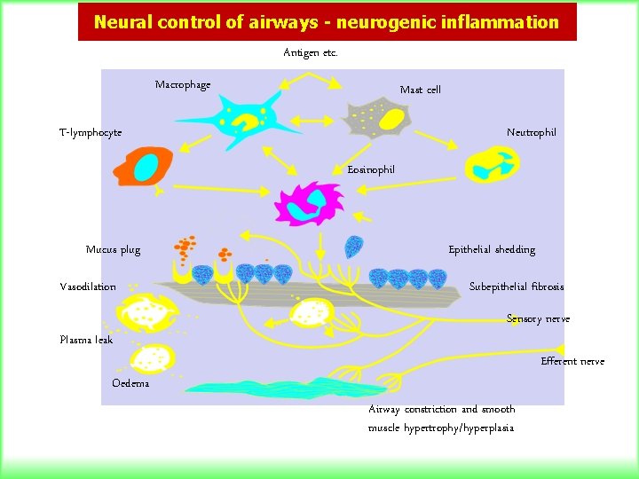Neural control of airways - neurogenic inflammation Antigen etc. Macrophage Mast cell T-lymphocyte Neutrophil