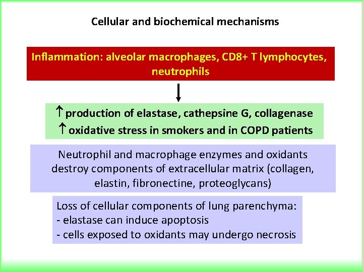 Cellular and biochemical mechanisms Inflammation: alveolar macrophages, CD 8+ T lymphocytes, neutrophils production of