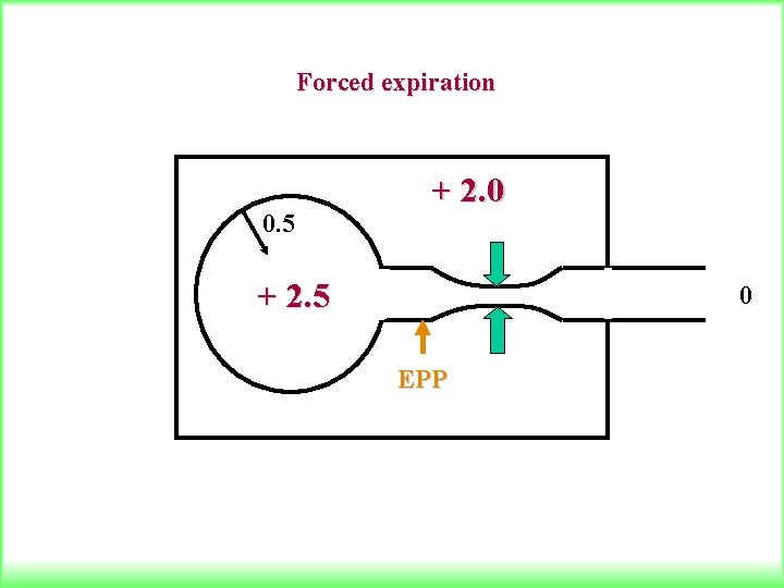 Forced expiration 0. 5 + 2. 0 + 1. 5 + 1. 0 EPP