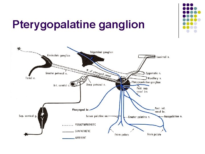 Pterygopalatine ganglion 