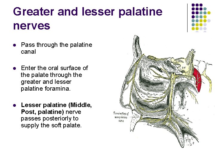 Greater and lesser palatine nerves l Pass through the palatine canal l Enter the