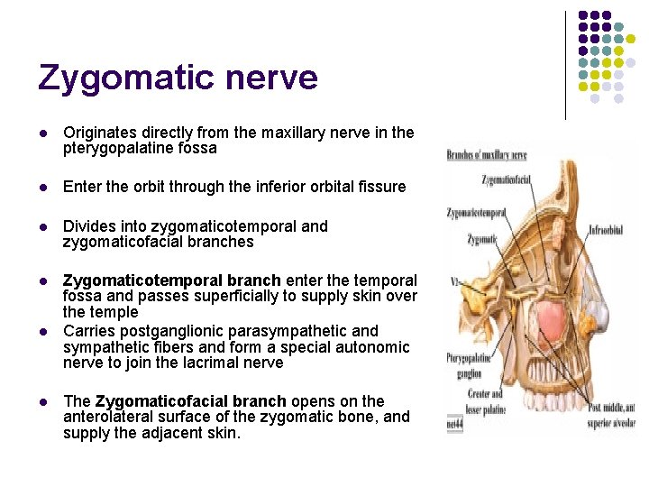 Zygomatic nerve l Originates directly from the maxillary nerve in the pterygopalatine fossa l