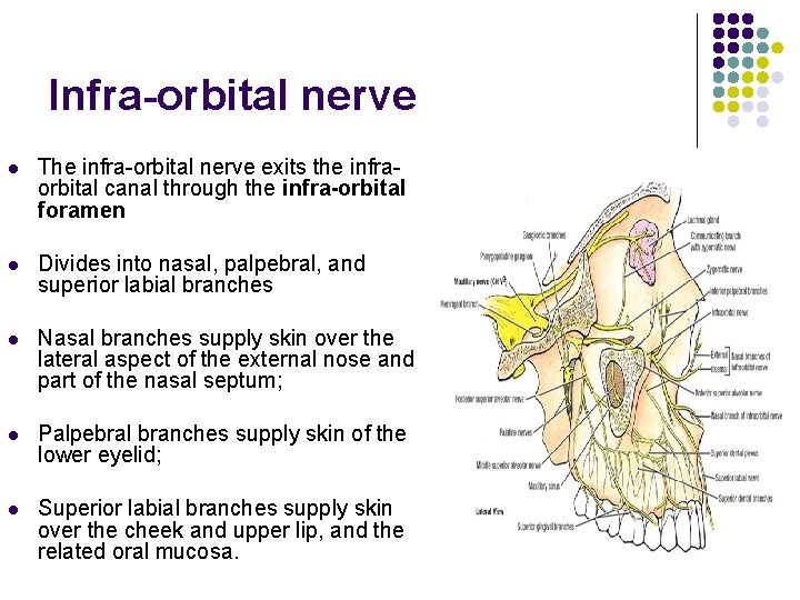 Infra-orbital nerve l The infra-orbital nerve exits the infraorbital canal through the infra-orbital foramen