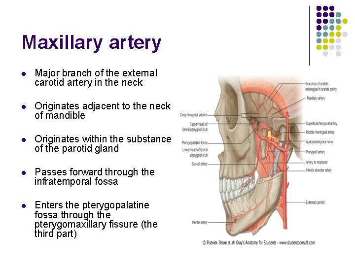 Maxillary artery l Major branch of the external carotid artery in the neck l