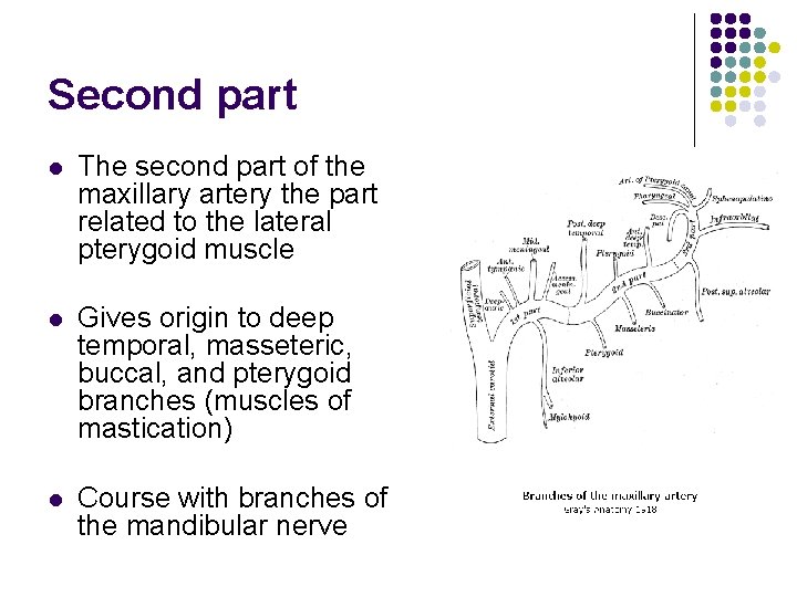 Second part l The second part of the maxillary artery the part related to
