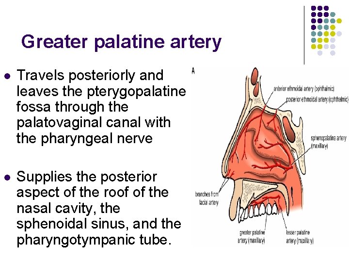 Greater palatine artery l Travels posteriorly and leaves the pterygopalatine fossa through the palatovaginal