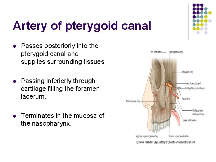 Artery of pterygoid canal l Passes posteriorly into the pterygoid canal and supplies surrounding